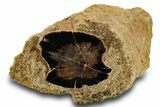 Stromatolite Covered Petrified Wood Limb - Wyoming #382242-1